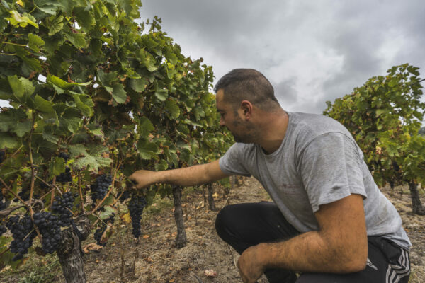 Le processus de vendange au chateau Bois Tiffray à Lussac St Emilion . Jeune Entrepreneur de 25 ans, Pierrick Mariotto, passionné de vin, a décidé d'en faire son métier . Je l'ai suivi pendant toute une journée, à chaque étape des vendanges . De la récoltes des grappes de raisins au stockage .